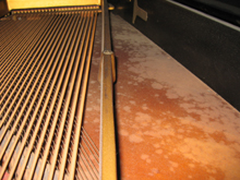 ���ቹ����