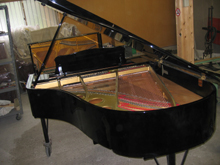 ������S�̎ʐ^